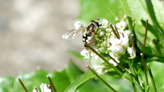 台東区橋場のろぼうのはるくさに
