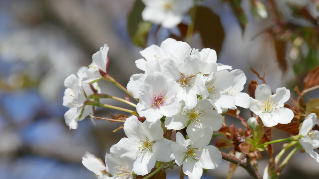 荒川堤の江北の匂