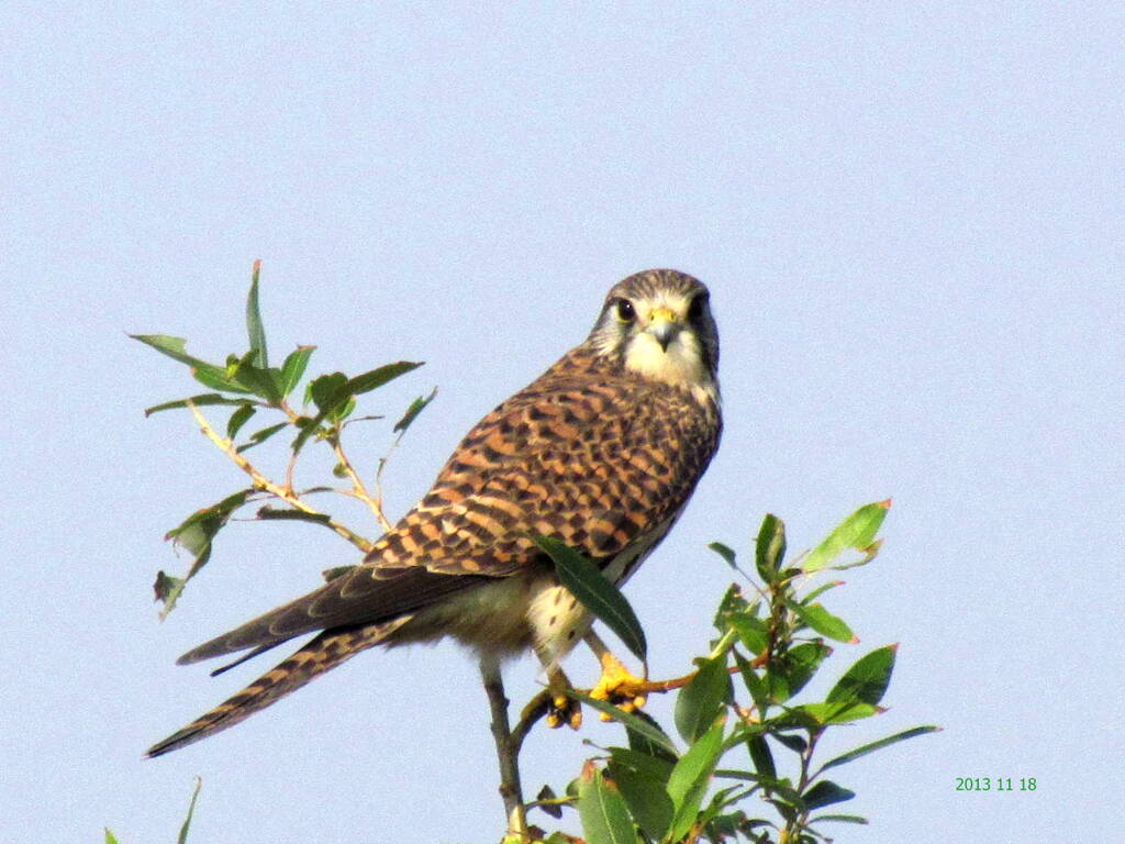 川ヤナギにチョウゲンボウ
