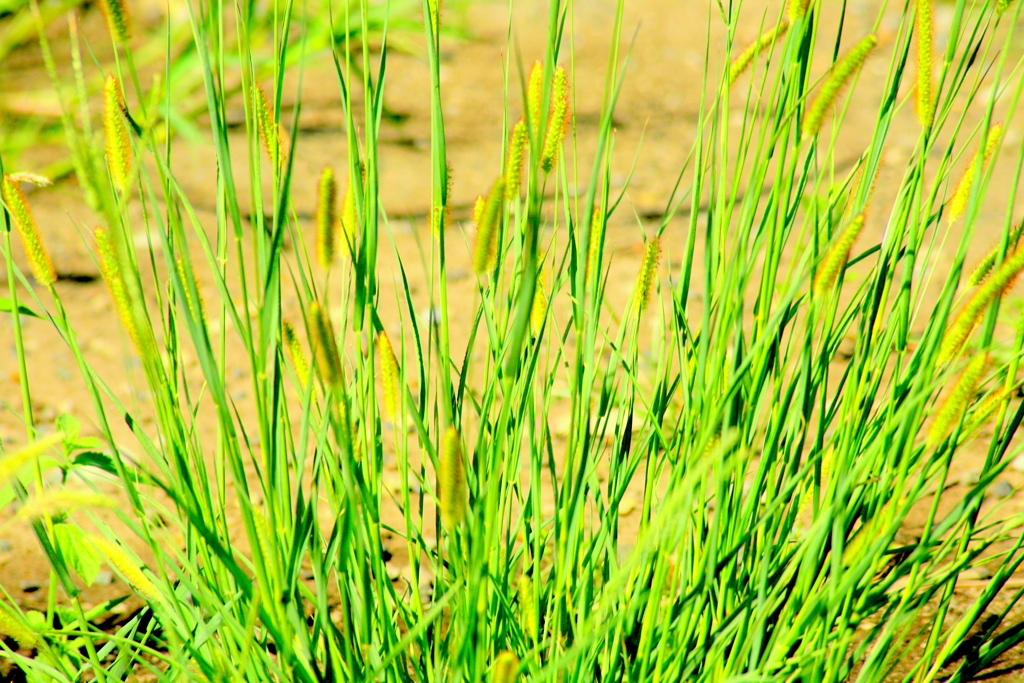 河原ワンドのキンエノコロ