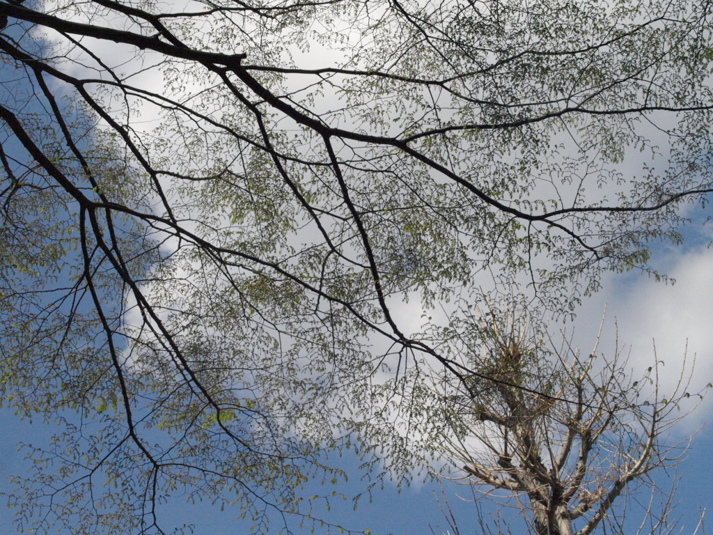 ケヤキとプラタナスの木の上の大きな春の白雲