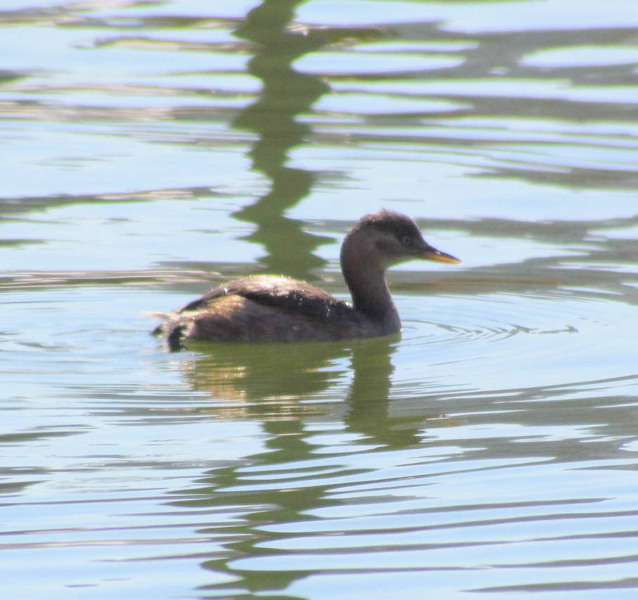 不忍池のカイツブリ