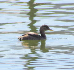 不忍池のカイツブリ