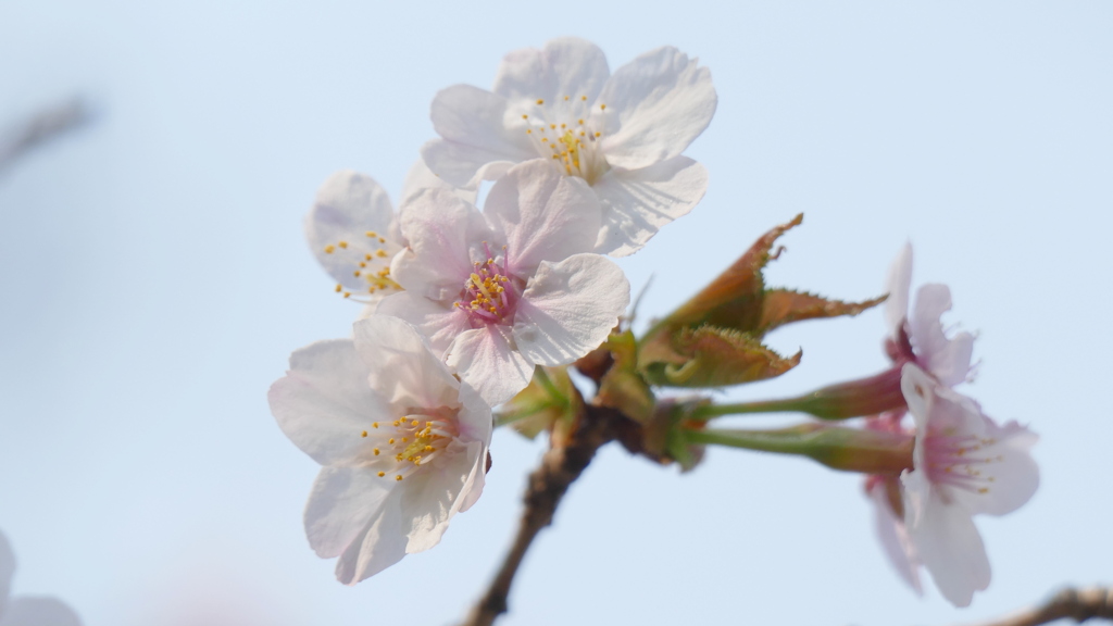 隅田川沿いのマンションに丁子桜