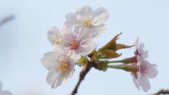 隅田川沿いのマンションに丁子桜