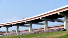 荒川堤の里ザクラ福禄寿が並ぶ