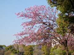 上野不忍池の紅豊桜