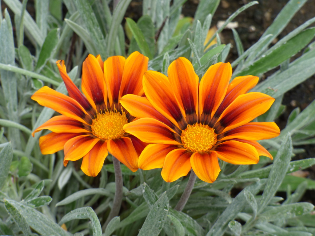 隅田川沿いの公園のガザニア