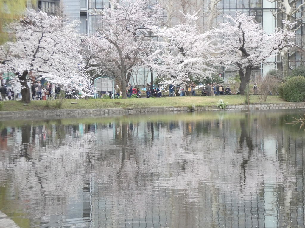 上野池之端の満開桜