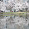 上野池之端の満開桜