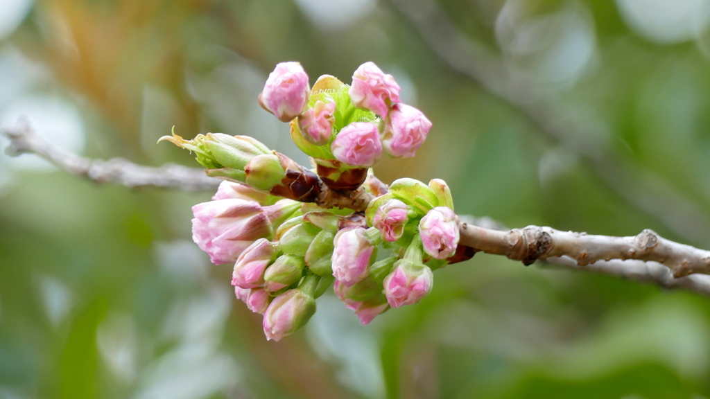 里ザクラの千里香の蕾