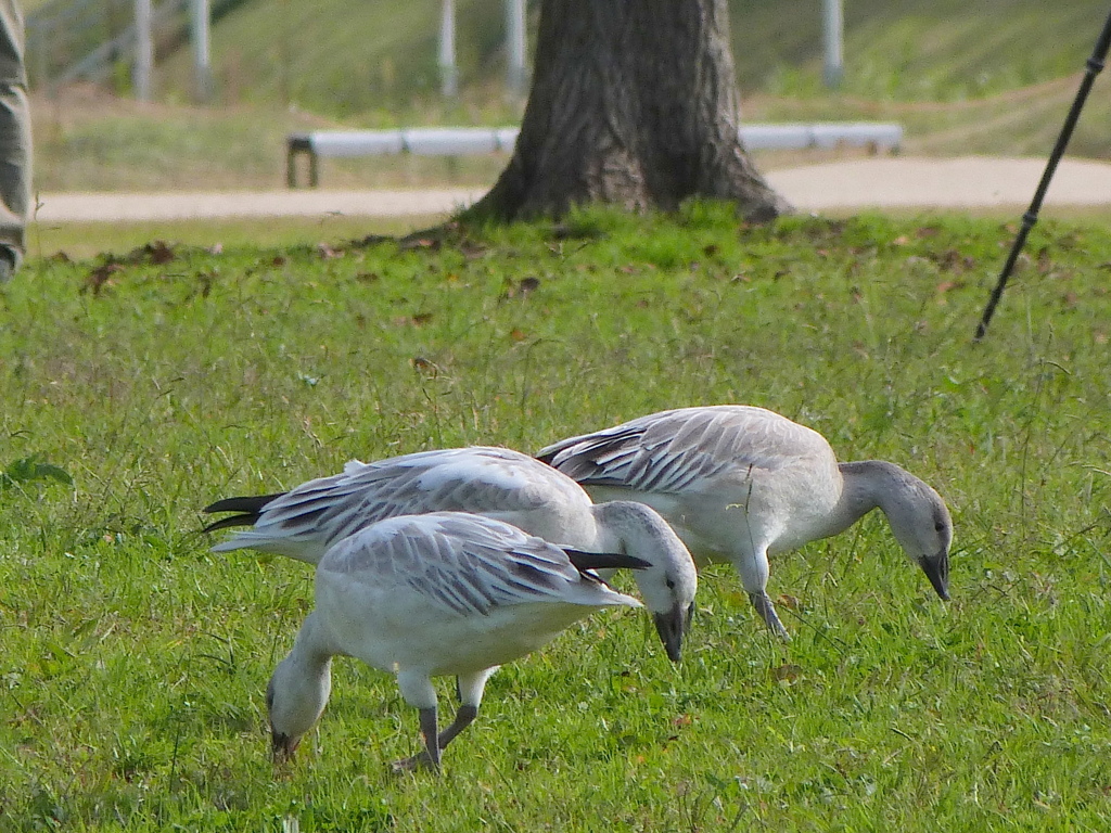 草原でハクガン