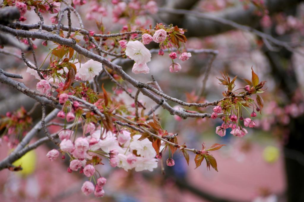 汐入公園の普賢象桜