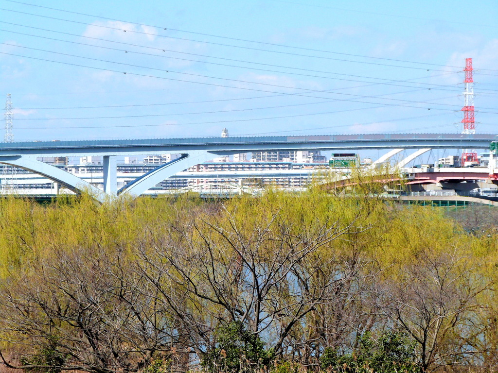 荒川の柳と舎人ライナーの高架と春の空
