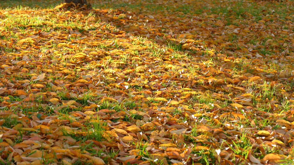 隅田川土手のオオカンザクラの落ち葉の絨毯
