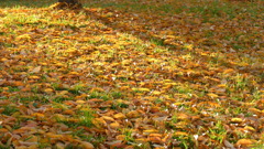 隅田川土手のオオカンザクラの落ち葉の絨毯