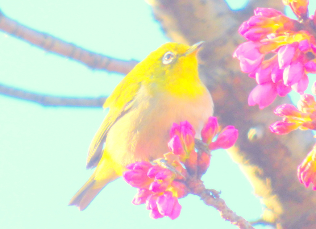 陽当たりのオオカンザクラの花の蕾の上で