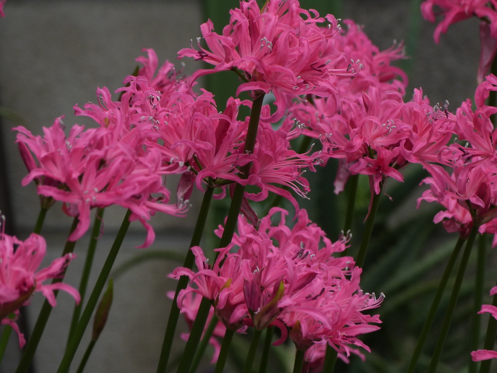 ダイヤモンドリリー（ネリネ）