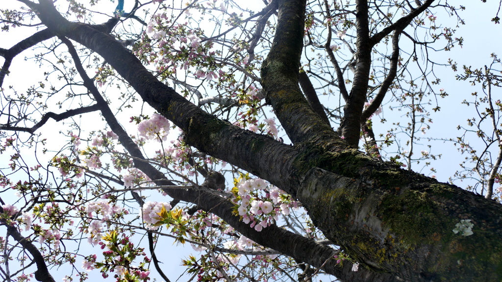 公園の御車返しの樹形