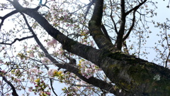 公園の御車返しの樹形