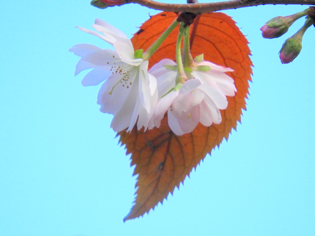 下谷の法昌大寺の十月桜
