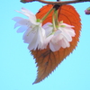 下谷の法昌大寺の十月桜