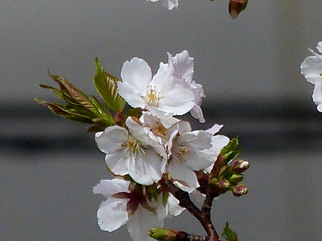 江北五色桜の一重の、薄墨桜