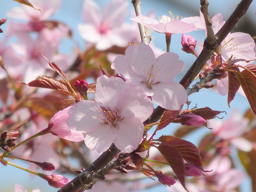 墨田区の勝海舟公園のオオヤマザクラ