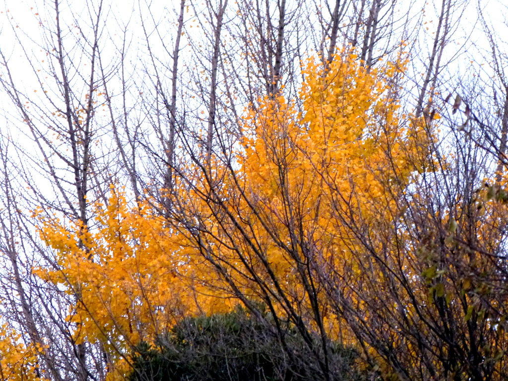 元淵江公園の銀杏