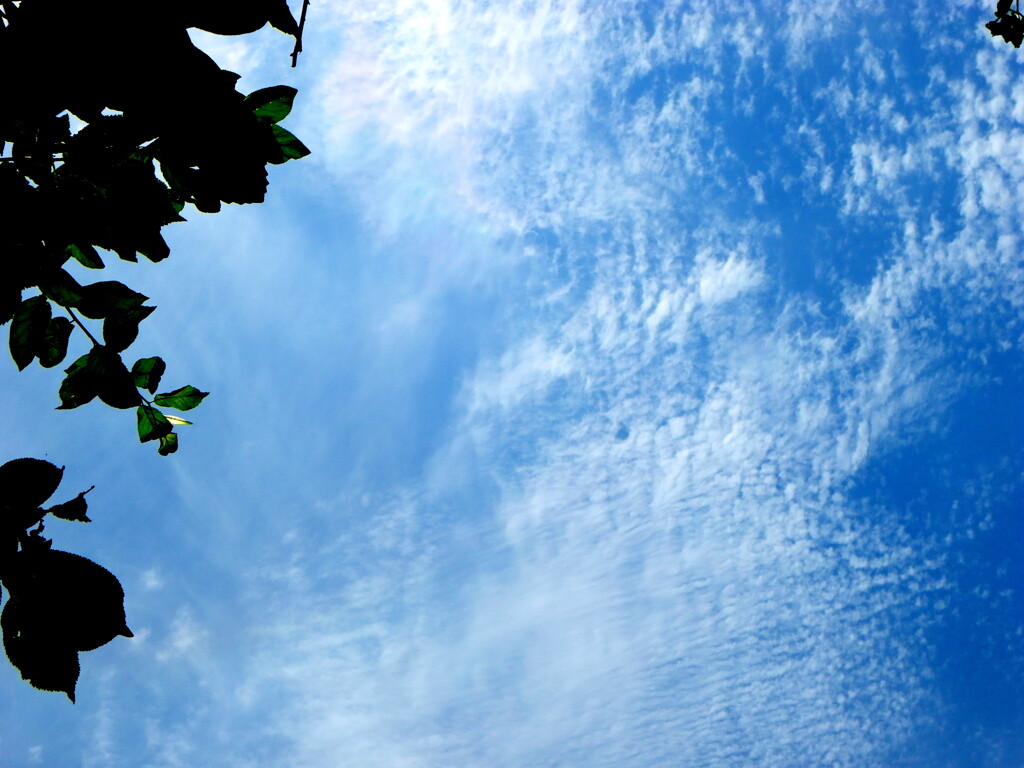梅雨の晴れ間のイワシ雲・ウロコ雲・卷積雲