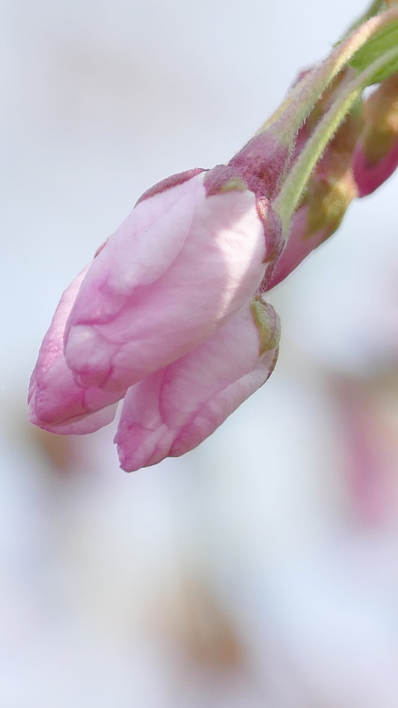 都市農業公園のソメイヨシノ・アメリカの花蕾
