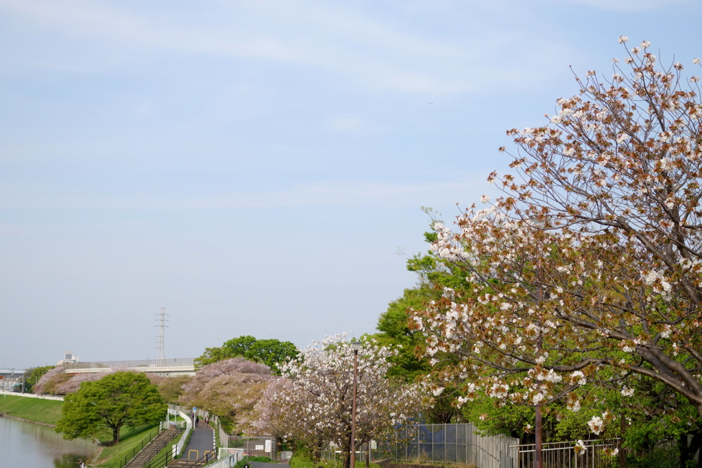 都市農業公園の新柴川沿いの葉桜のアメリカ