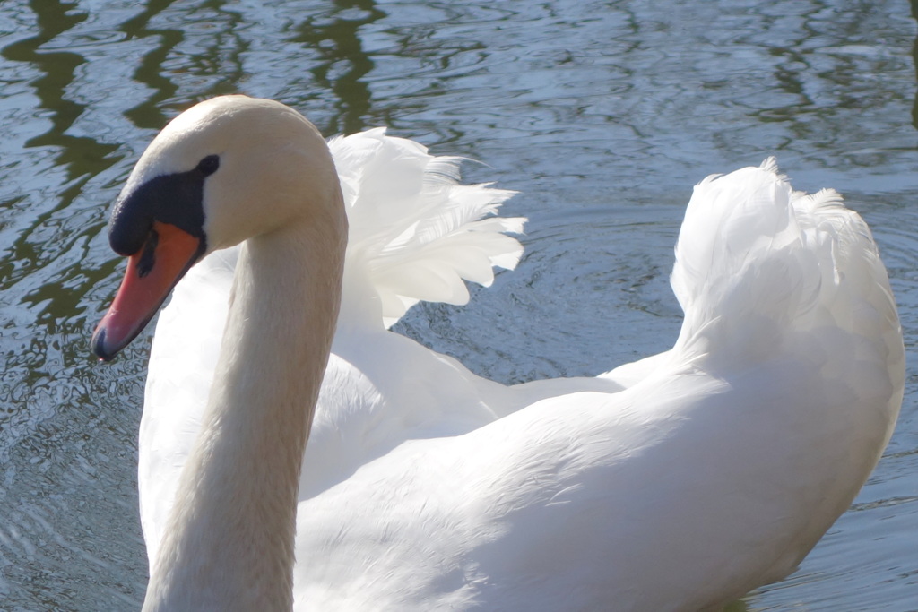 荒川自然公園の池のハクチョウ