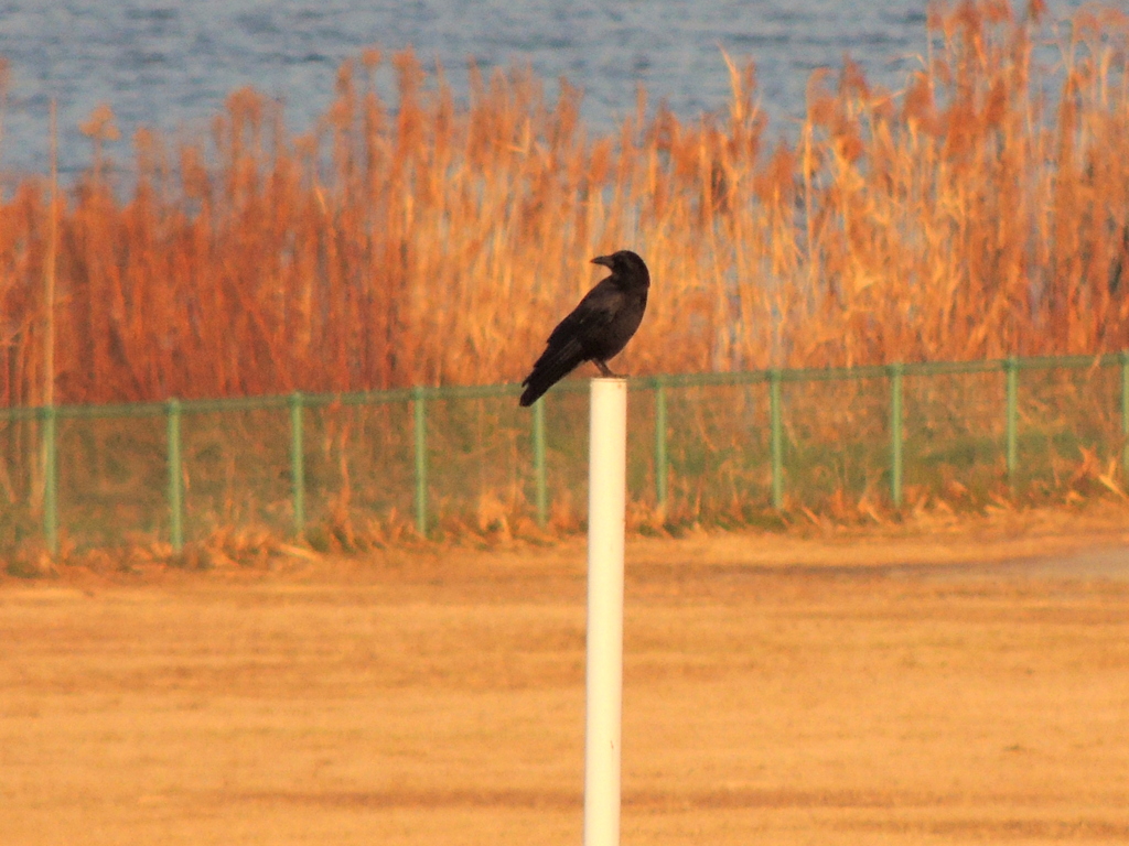 荒川河原のポールのハシブトガラス