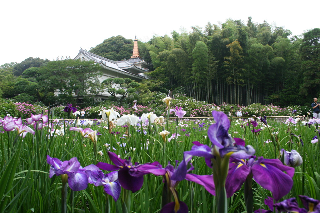 本土寺の花菖蒲