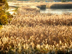 荒川を浄化するための茅場なのかな