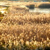 荒川を浄化するための茅場なのかな