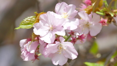 隅田川沿いの里ザクラの御車返し晩期