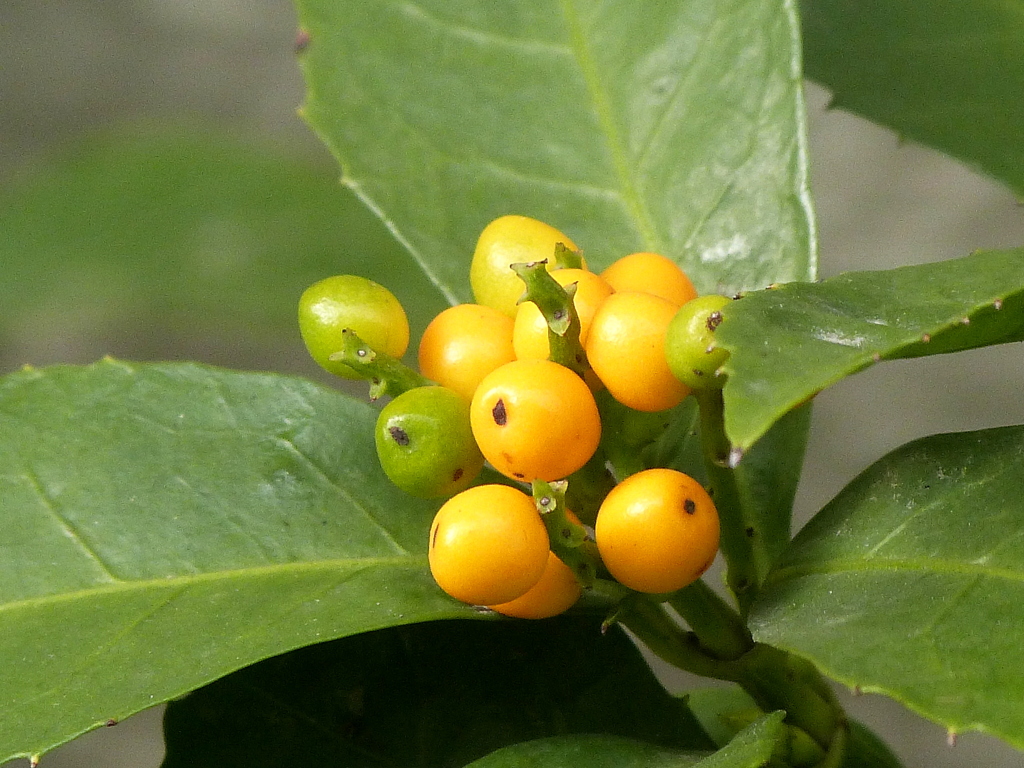 キミノセンリョウ