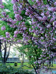 公園の桜のある夕暮れ
