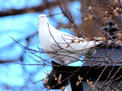 不忍池の街路灯の家の白鳩