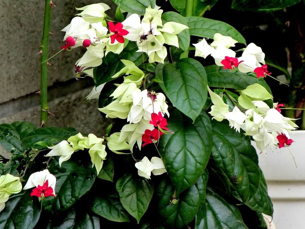 ゲンペイクサギ by NEBUKO (ID:11336723) 写真共有サイトPHOTOHITO