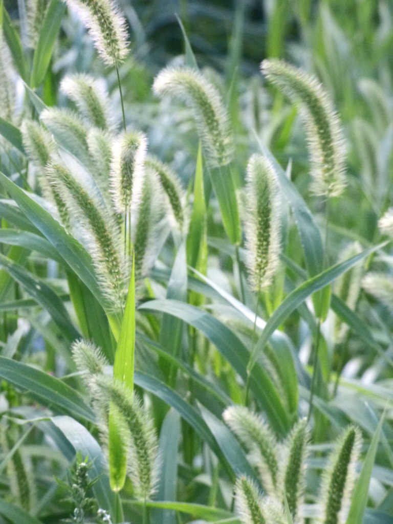 夕日光線で撮ったが、あまりよくなかった。秋のエノコロ