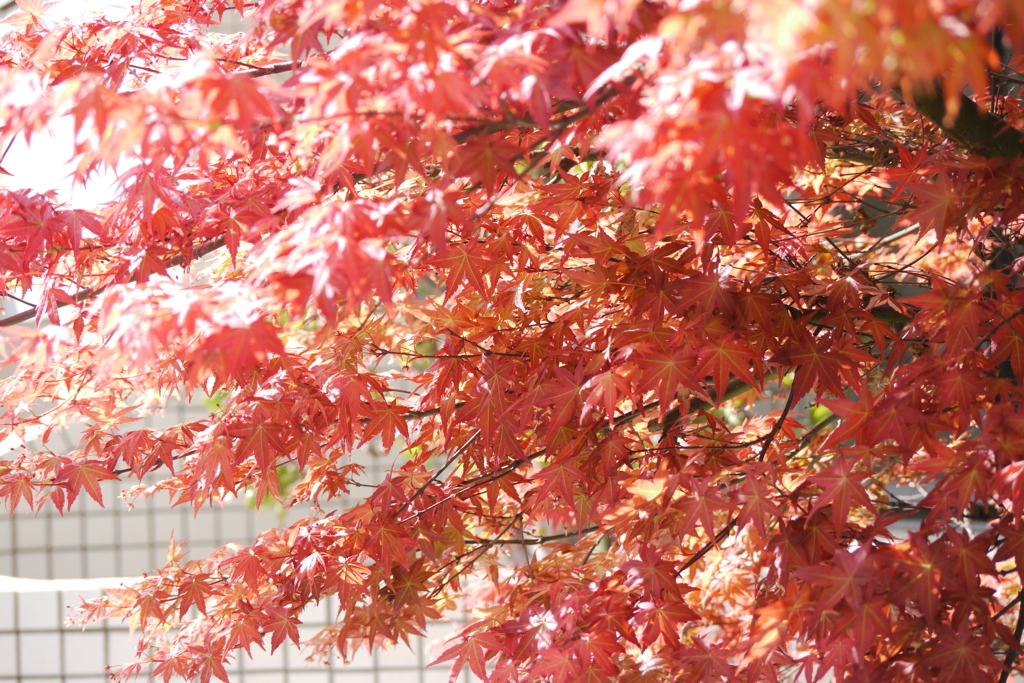 旧水戸街道のマンションの紅葉の芽ぶき