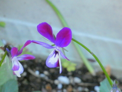 ’22新春の千住柳原の民家のすみれ