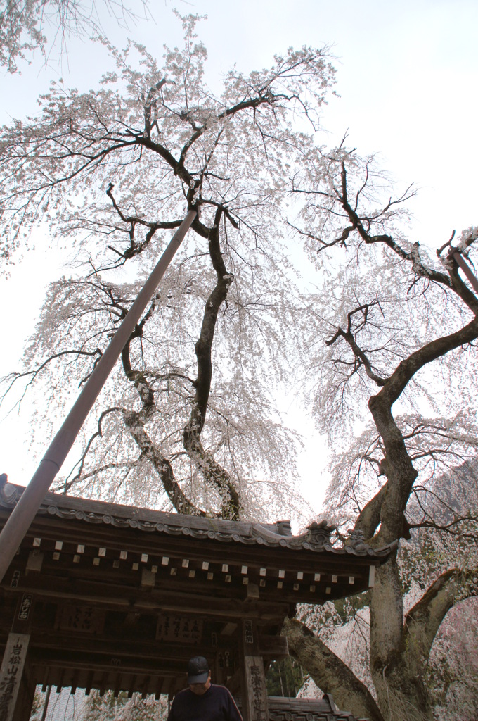 秩父青雲寺の枝垂桜