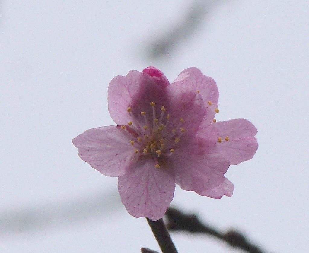両国千歳の勝海舟公園の一輪オオヤマザクラ