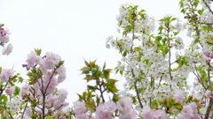 七変化咲き里ザクラの福禄寿