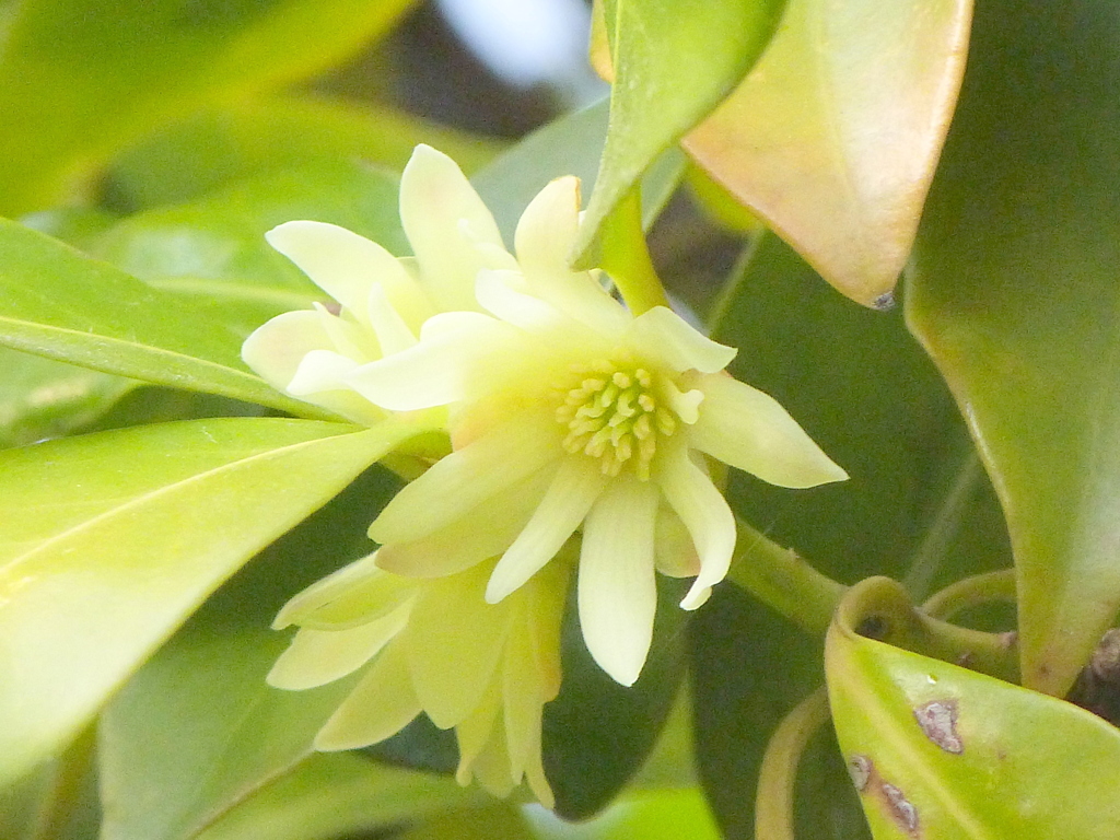 しきみの花
