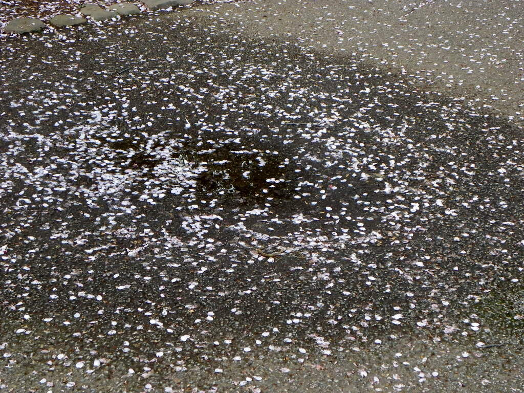 柳原千草園のソメイヨシノの下の水たまり